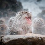 12 Days Japan Winter Escape: Shrines, Snow & Serenity