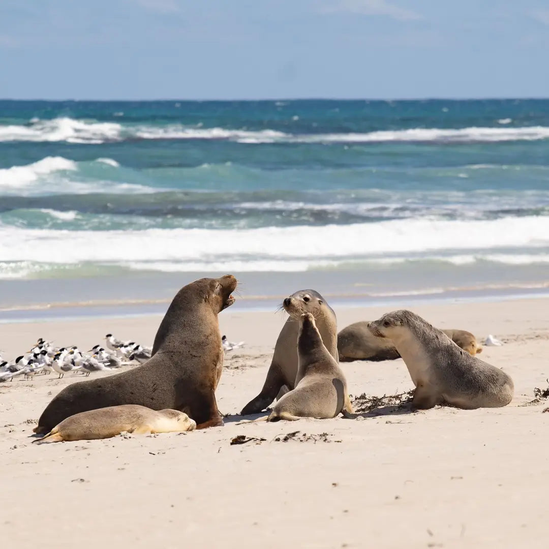 4-Day Wildlife Adventure in South Australia