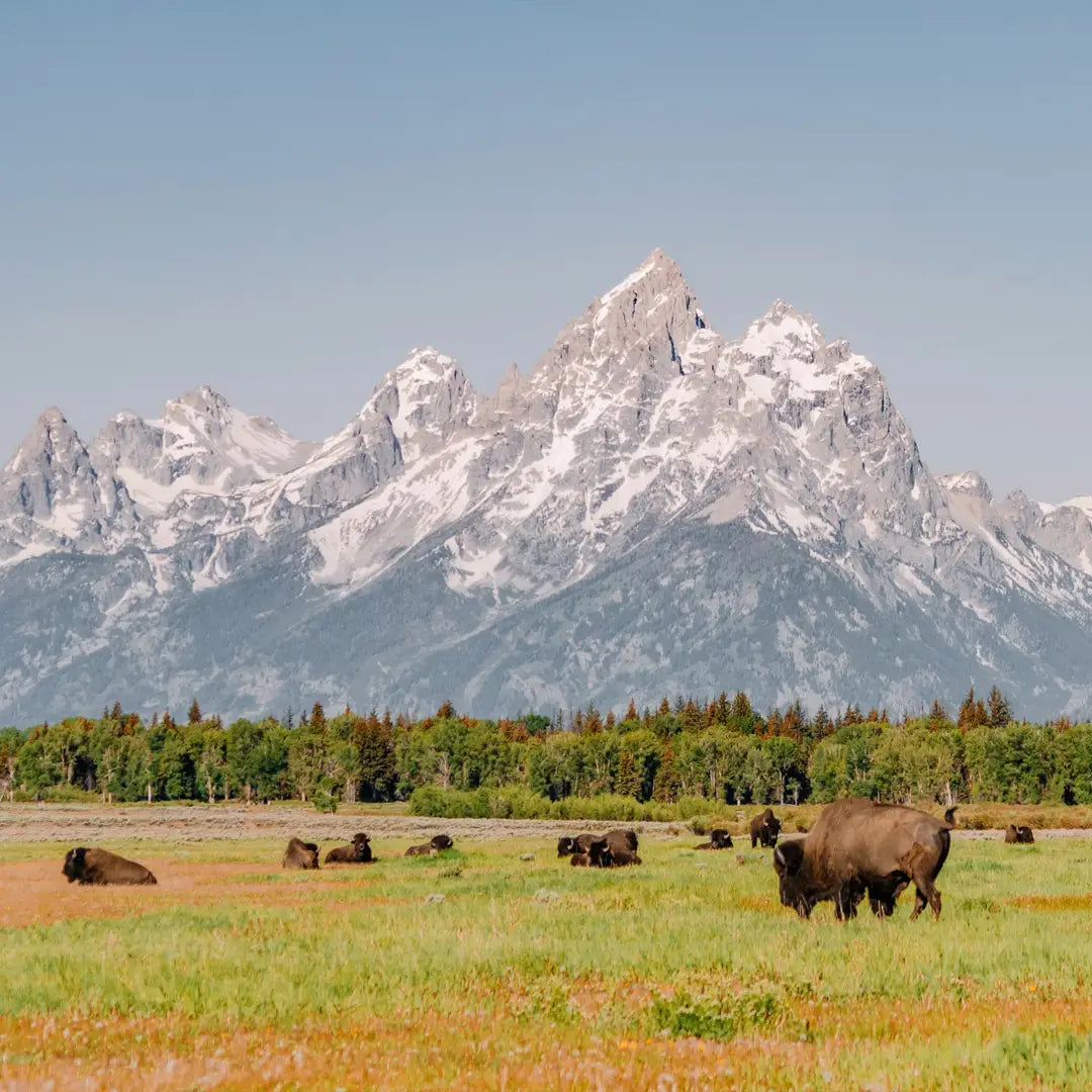 Yellowstone Core Experience: Old Faithful Lodge & Grand Teton