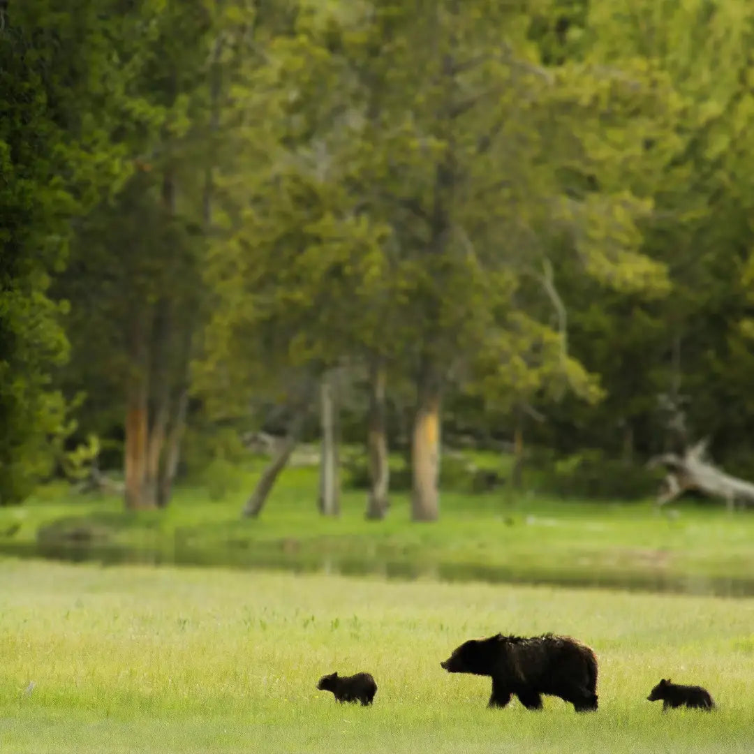Yellowstone & Grand Teton in Depth: Geothermal Wonders & Alpine Scenery