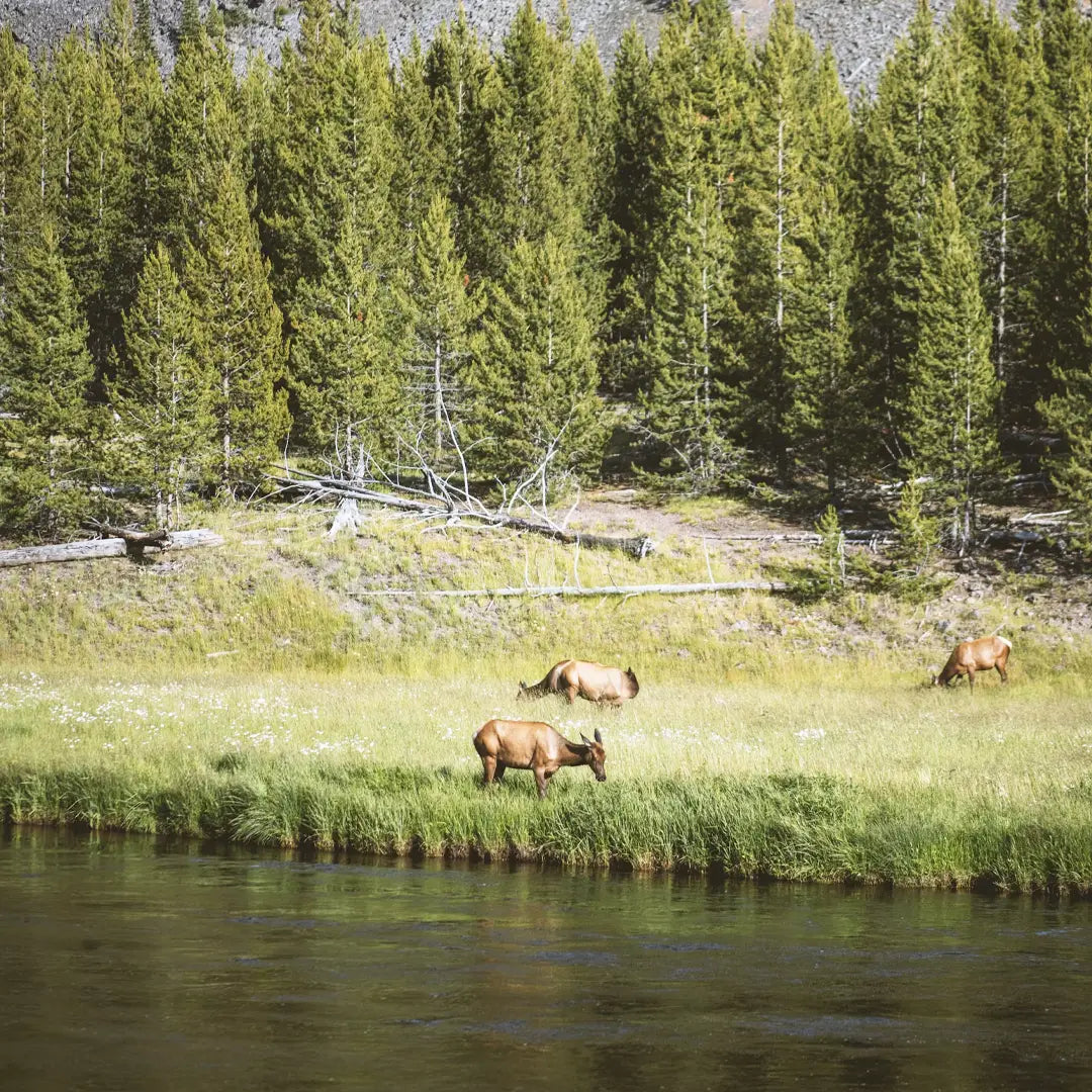 Yellowstone & Grand Teton in Depth: Geothermal Wonders & Alpine Scenery