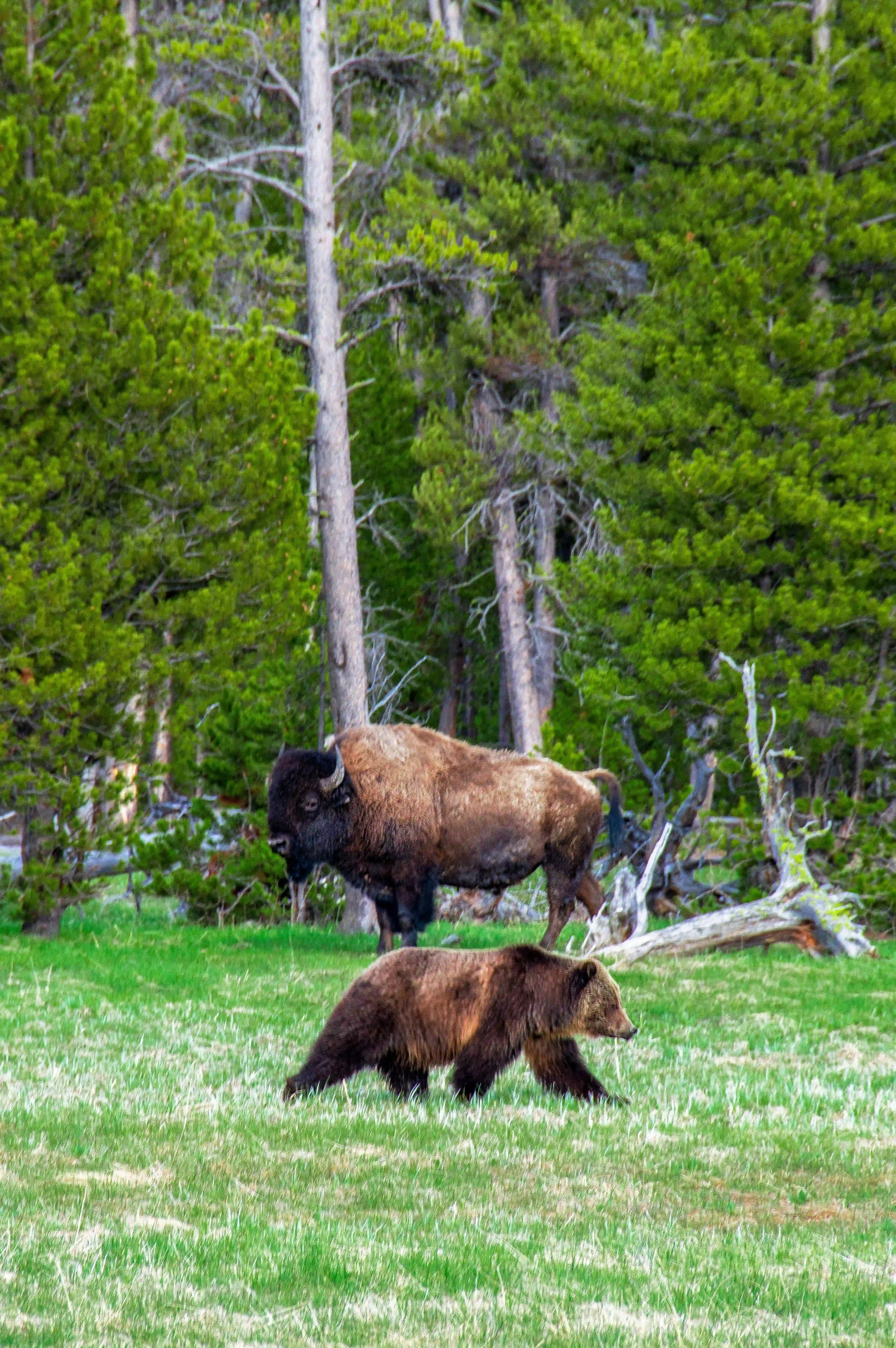 Yellowstone National Park Tours & Wildlife Adventures