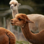 9-Day New Zealand South Island Light Luxury Tour Small Group