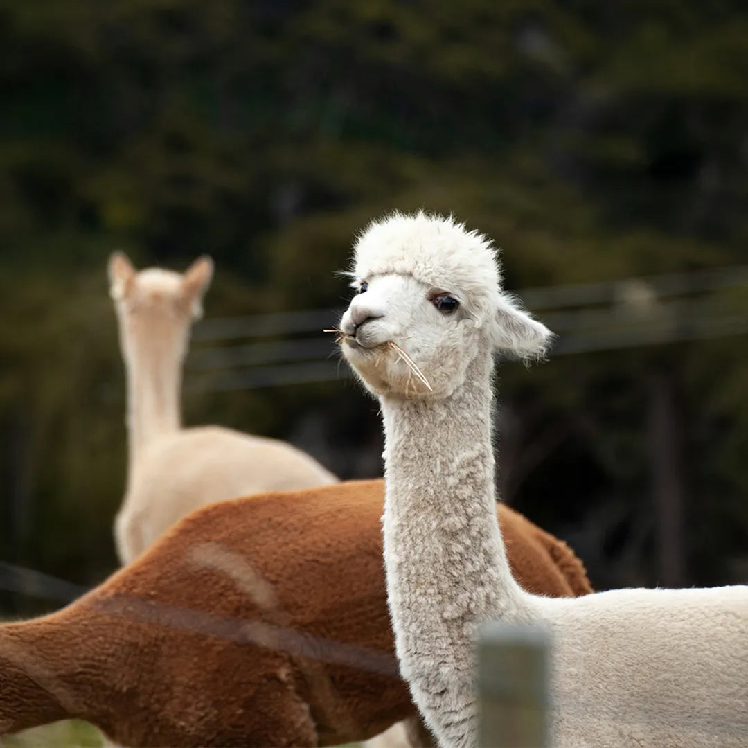 New Zealand South Island Private Chauffeur Car Charter