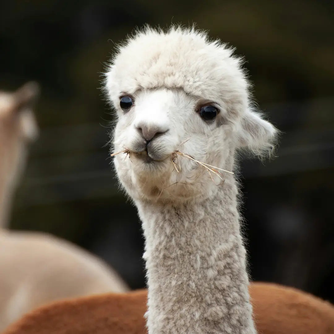 Akaroa Cashmere Farm