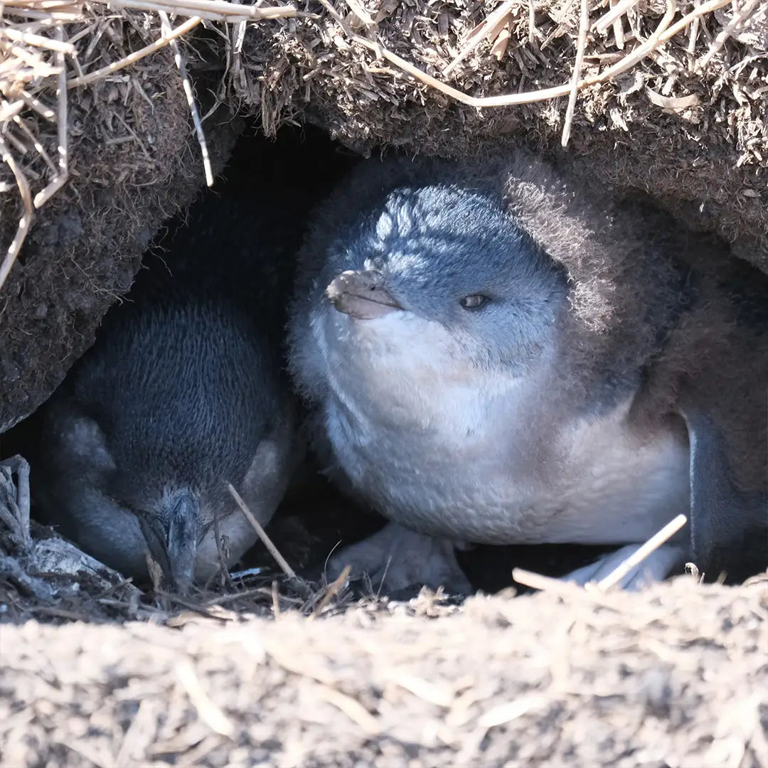 Australia & New Zealand Adventure