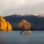 8-Day New Zealand South Island Whale Watching Small Group Tour