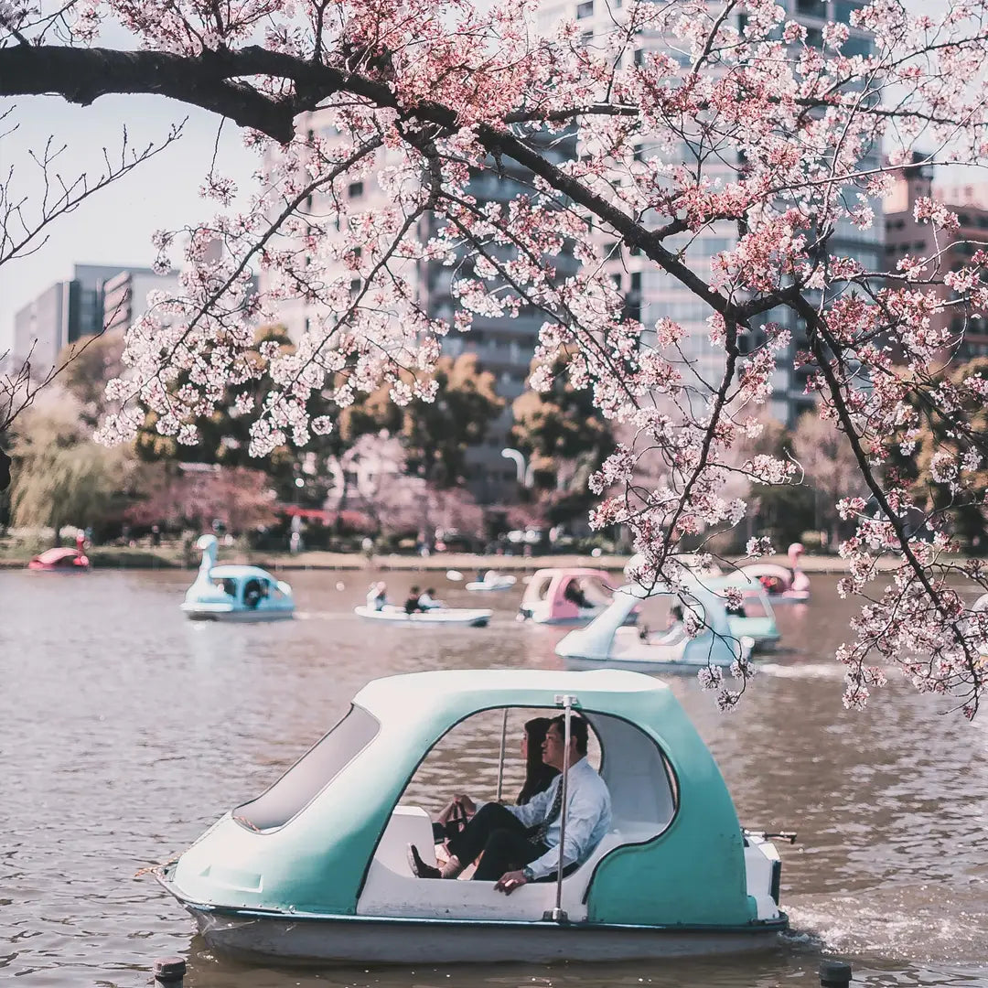 Japan in Bloom: Sakura Season Private Tours & Cultural Highlights