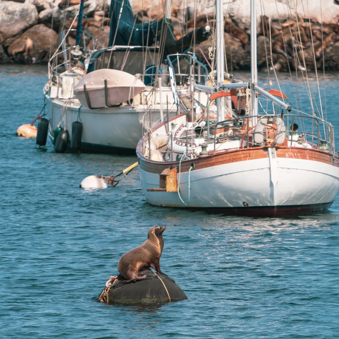 3-Day Pacific Coast Highway Small Group Tour | San Francisco to Los Angeles or Reverse