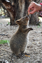 6-Day Western Australia Panorama Tour Adventure