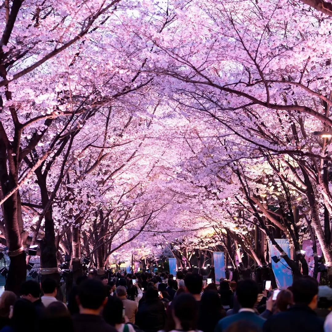 Japan Small Group Tours & Private Chauffeur Service