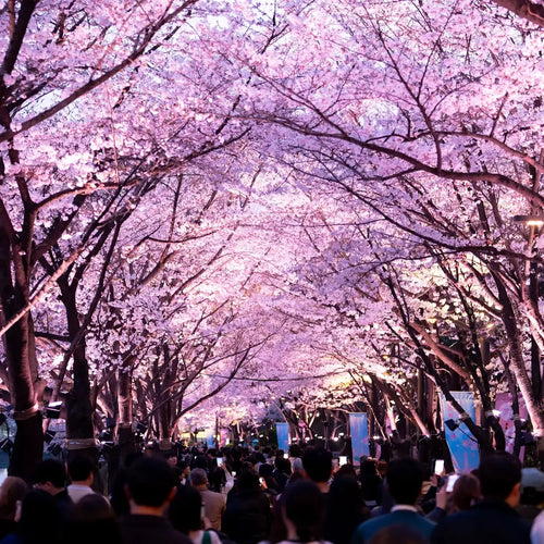Japan Small Group Tours & Private Chauffeur Service