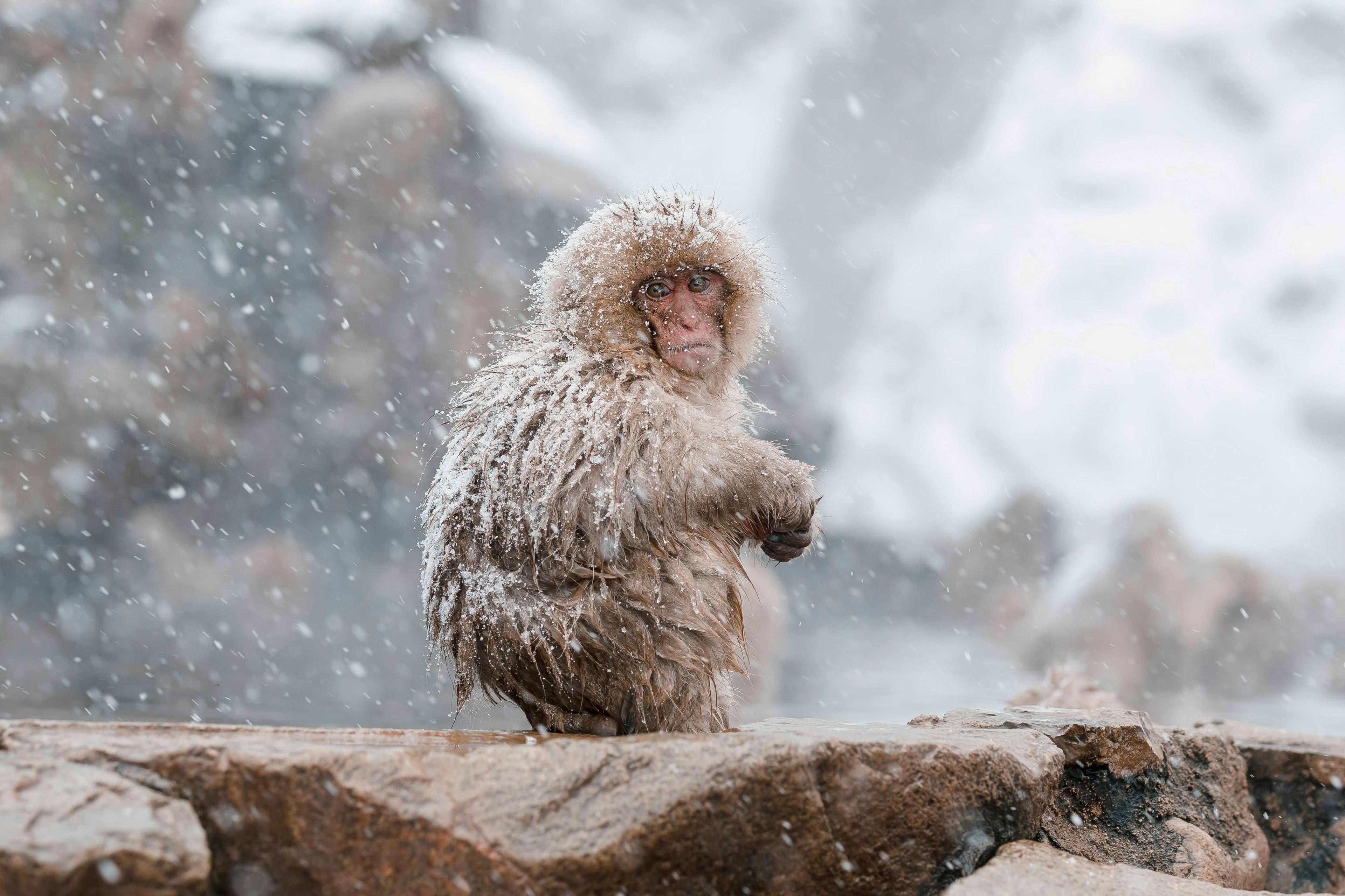 Luxury Japan Winter Tours – Snow, Hot Springs & Cultural Experiences