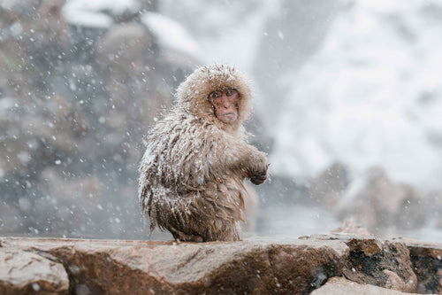 Luxury Japan Winter Tours – Snow, Hot Springs & Cultural Experiences