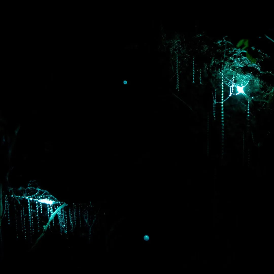 Signature New Zealand Tour