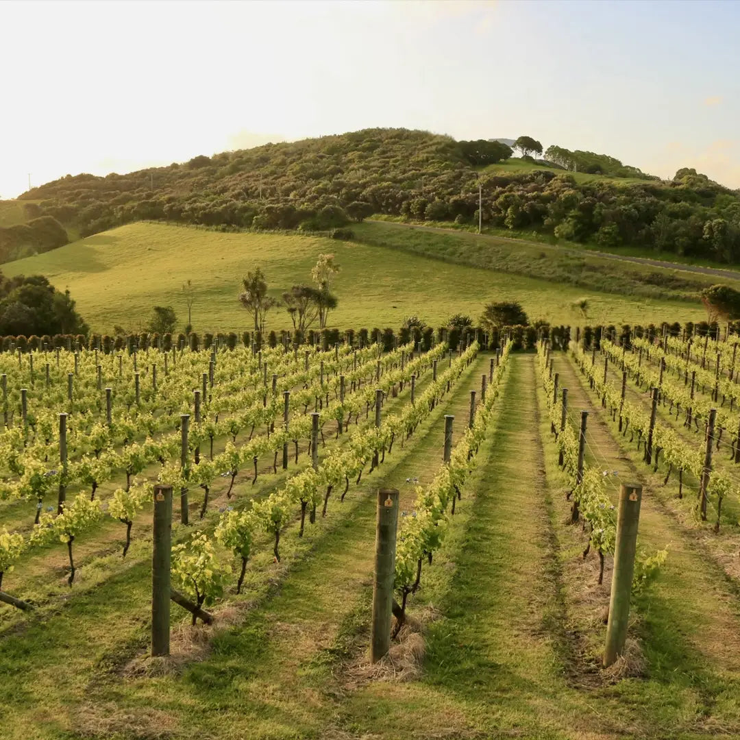 New Zealand Exclusive Odyssey