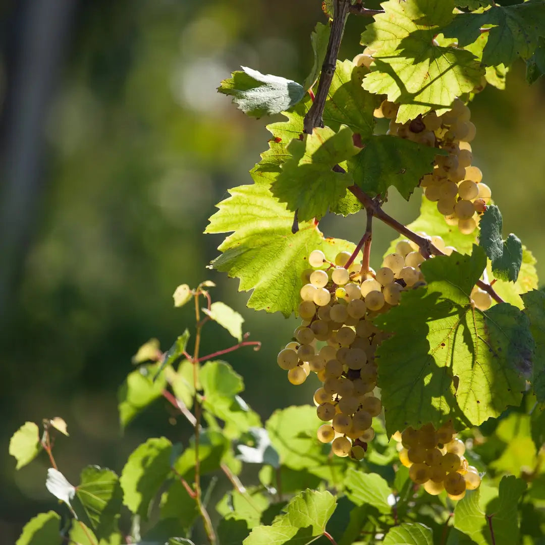 New Zealand to Fiji: South Pacific Cruise Journey