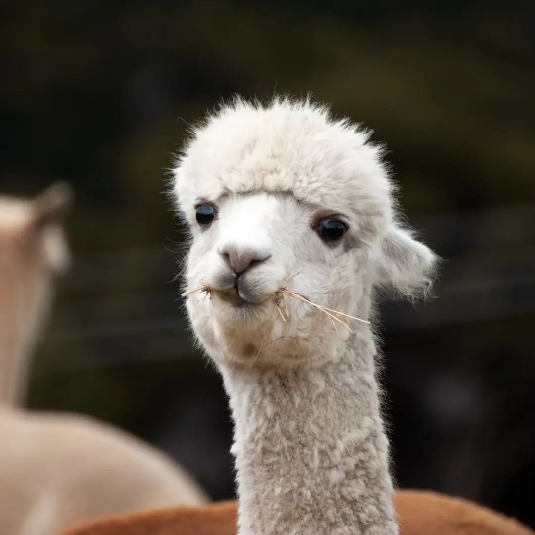 Ultimate NewZealand Land & SeaLuxury Journey